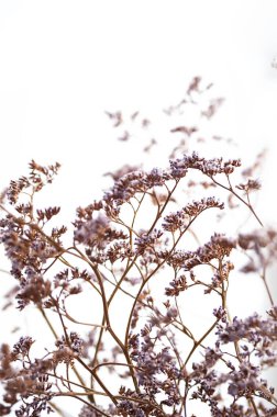 Kurumuş çiçek deseni. Modern boho tarzı çiçek arkaplanı. Duvar dekoru, poster, kopyalama alanı.