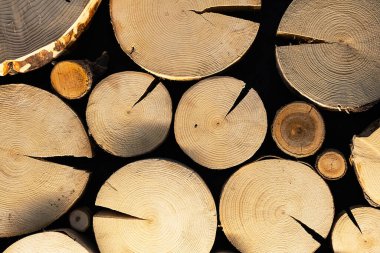 Dekoratif duvar paneli, tahta halkalar. İç tasarım için kereste dokusu.