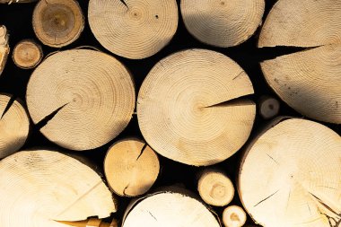 Dekoratif duvar paneli, tahta halkalar. İç tasarım için kereste dokusu.