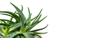 Aloe bitkisi, seçici odaklanma. Aloe Vera yaprağı, yakın plan, mesaj için yer. Alternatif tıp, organik kozmetik ürünler.