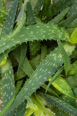 Aloe bitkisi, seçici odaklanma. Aloe Vera yaprağı, yakın plan, mesaj için yer. Alternatif tıp, organik kozmetik ürünler.