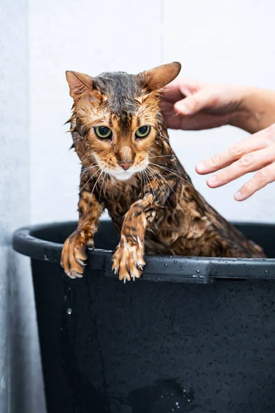 Забавный Мокрый Кот Ванна Душ Бенгальской Породы Кошки Концепция Гигиены — стоковое фото