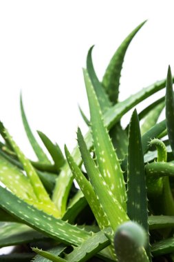 Aloe bitkisi, seçici odaklanma. Aloe Vera yaprağı, yakın plan, mesaj için yer. Alternatif tıp, organik kozmetik ürünler.