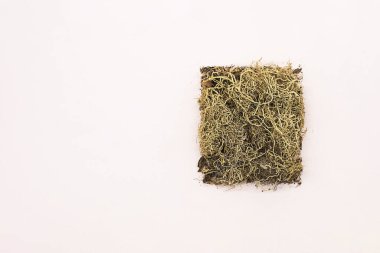 Lichens Usnea pembe masanın üstünde. Kurutulmuş usnea liken, kopyalama alanı. Alternatif bitkisel tıp konsepti.