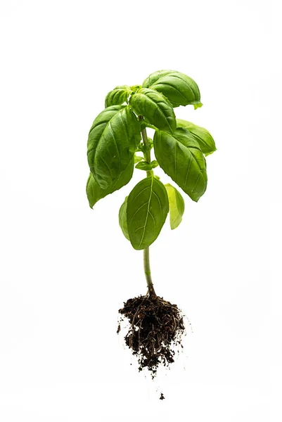 Friss Organikus Bazsalikom Növény Izolált Fehér Bazsalikom Gyógynövény Közelről — Stock Fotó