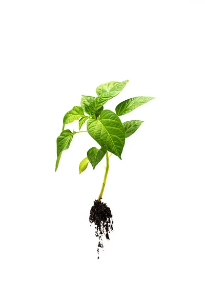 Petite Plante Piment Avec Des Feuilles Sur Blanc Photo De Stock