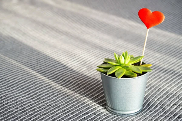 Succulent plant with red heart in steel pot on grey background. Valentine\'s Day concept.