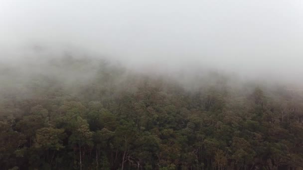 Misty Fog Blowing Tropical Forest Drone Flying Forest Mountain Hills — 图库视频影像