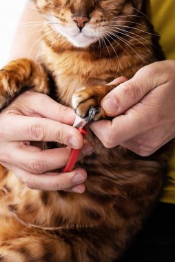 Man shearing cat's claws at home, close-up. Trimming cat nails. Mens hand hold scissors for cutting off domestic cat's claws.  clipart
