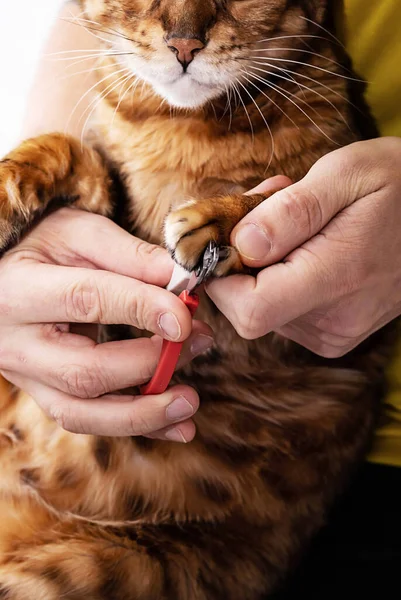 Man shearing cat\'s claws at home, close-up. Trimming cat nails. Mens hand hold scissors for cutting off domestic cat\'s claws.