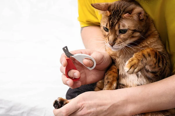 Man Shearing Cat Claws Home Close Trimming Cat Nails Mens — Stock Fotó
