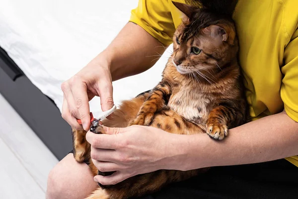 Man Shearing Cat Claws Home Close Trimming Cat Nails Mens — стоковое фото