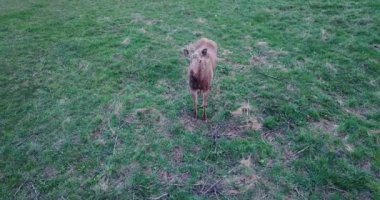 Curious cute moose looking at camera. Drone flying near young elk graze on lawn.