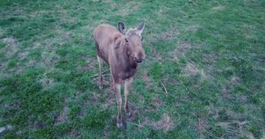 Curious cute moose looking at camera. Drone flying near young elk graze on lawn.