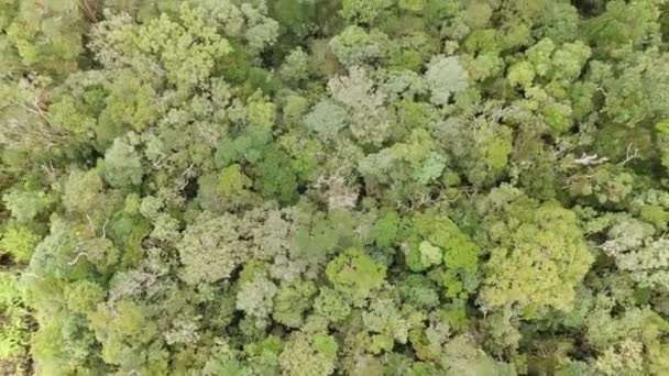 Drone View Voor Tropisch Regenwoud Luchtfoto Atmosferisch Bergjungle Landschap — Stockvideo