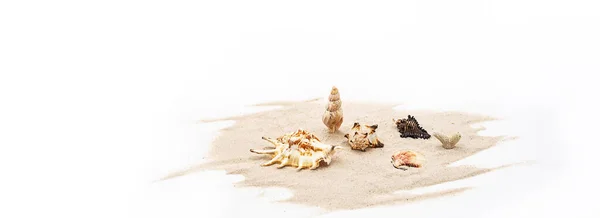 白い砂の上に美しい貝殻 貝殻コレクションの創造的な配置 — ストック写真