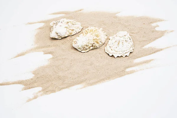 Hermosas Conchas Marinas Arenas Blancas Disposición Creativa Colección Conchas Marinas — Foto de Stock