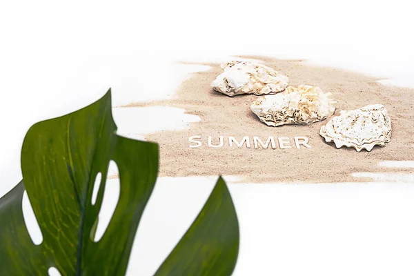 Letní Nálada Tvůrčí Uspořádání Monstera Palmový List Krásné Mušle Léto — Stock fotografie