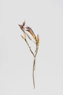 Solmuş zambak çiçeği, yaklaş. Işığa karşı güzel kurumuş çiçekler. 