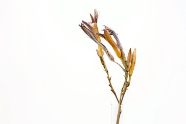 Solmuş zambak çiçeği, yaklaş. Işığa karşı güzel kurumuş çiçekler. 