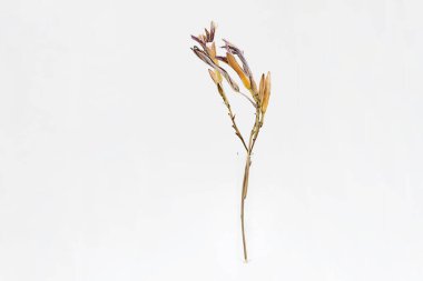 Solmuş zambak çiçeği, yaklaş. Işığa karşı güzel kurumuş çiçekler. 