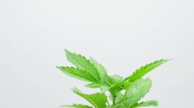 Kenevir bitkisinin beyaz üzerindeki hareketi. Marihuana yeşili yapraklar, yumuşak odaklanma. Kenevir yaprağı, kapat..
