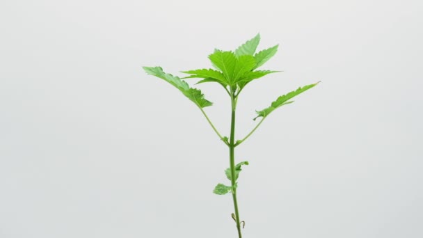 Pohyb Konopných Rostlin Bílém Zelené Listy Marihuany Měkké Ostření Konopný — Stock video