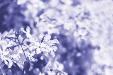 Bokeh arka plan odak dışı, yaz arka plan, yumuşak odak 2022 yılı rengi, çok peri