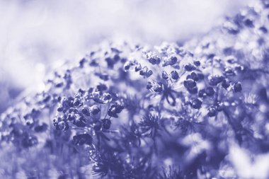 Bokeh arka plan odak dışı, yaz arka plan, yumuşak odak 2022 yılı rengi, çok peri