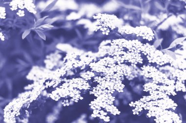 Bokeh arka plan odak dışı, yaz arka plan, yumuşak odak 2022 yılı rengi, çok peri