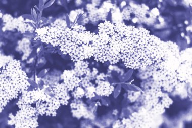 Bokeh arka plan odak dışı, yaz arka plan, yumuşak odak 2022 yılı rengi, çok peri