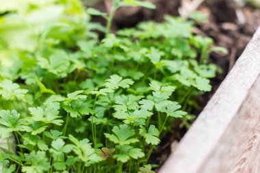 Macro photography Spring, nature fresh parsley growing in the garden, home garden, crop production. Crop cultivation