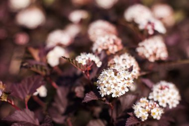 Close-up of a spring pastel blooming flower in the garden. Macro flowering branch of the Physocarpus opulifolius tree