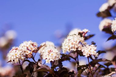 Close-up of a spring pastel blooming flower in the garden. Macro flowering branch of the Physocarpus opulifolius tree