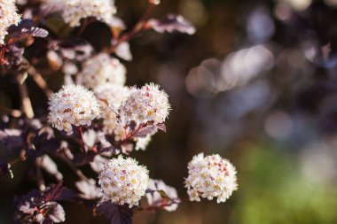Close-up of a spring pastel blooming flower in the garden. Macro flowering branch of the Physocarpus opulifolius tree
