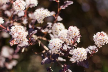 Close-up of a spring pastel blooming flower in the garden. Macro flowering branch of the Physocarpus opulifolius tree