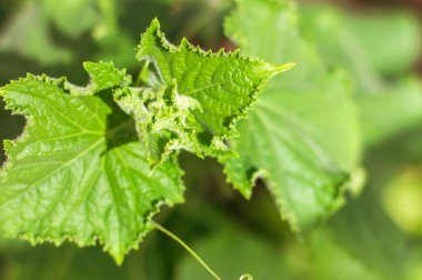 Close-up of young leaves of cucumber seedlings, the concept of agriculture, your own garden and growing plants
