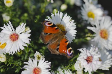 Beyaz çiçeklerin üzerinde oturan güzel kelebek. Avrupa tavus kuşu kelebeği (Aglais Io) güneşli bir günde.