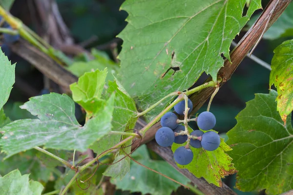 Niebieskie Wino Zielone Tło Liści Winogron — Zdjęcie stockowe