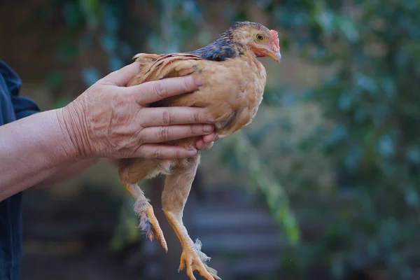 Homemade Chicken Sits Hands Woman Carefully Holds Chicken Her Hands — стоковое фото