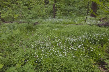 Forest meadow with white flowers on green grass.