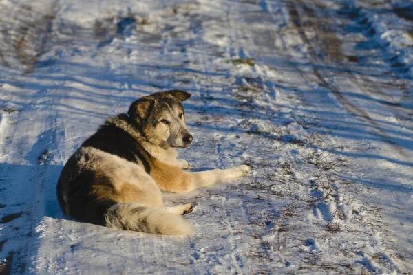 Old Dog Lies White Snow Sunny Frosty Morning Dog Waiting — Foto de Stock