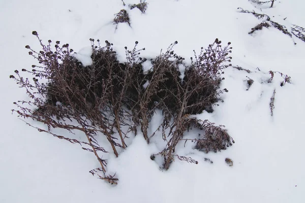 Bunch Dry Flowers Snow Withered Grass Covered Thick Layer Snow — Zdjęcie stockowe