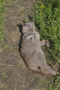 An old gray cat lies on the path. The cat is very sick and almost dead.