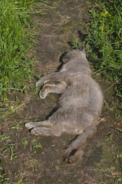 An old gray cat lies on the path. The cat is very sick and almost dead.