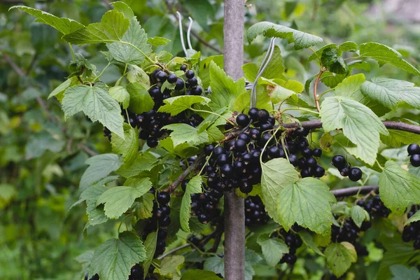 Black Currant Hanging Branch Green Leaves Ripe Berries Summer Garden — Zdjęcie stockowe