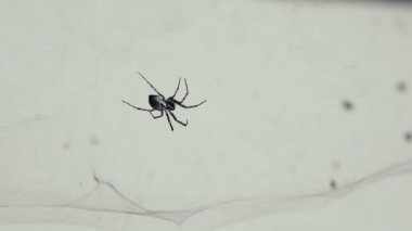 Örümcek ağda koşar. Kamera yakından çekiliyor. Böcek dünyası kavramı