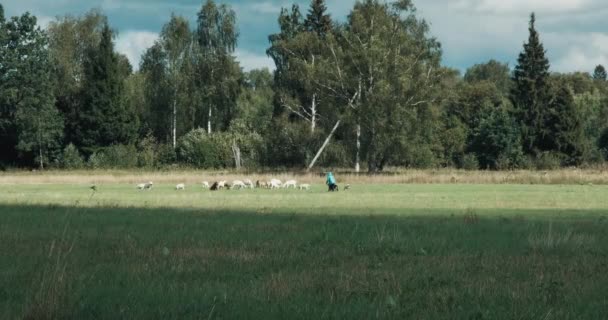 Yaz manzarası, arka planda keçi ve köpek sürüsü olan bir çoban. — Stok video