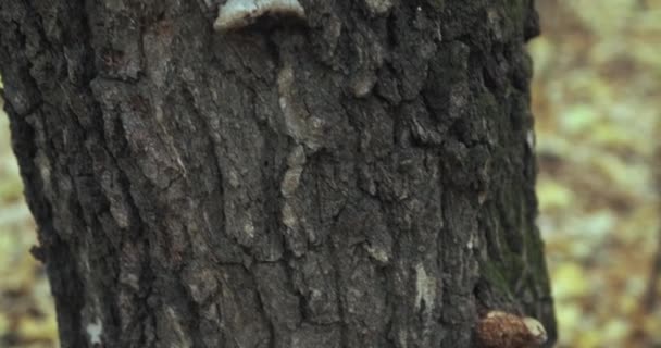 Betulla con funghi chaga. Gli alberi fungo è utilizzato in erboristeria — Video Stock