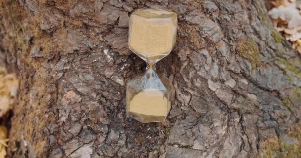 Reloj de arena se encuentra en un árbol en el bosque de otoño. Primer plano — Vídeos de Stock